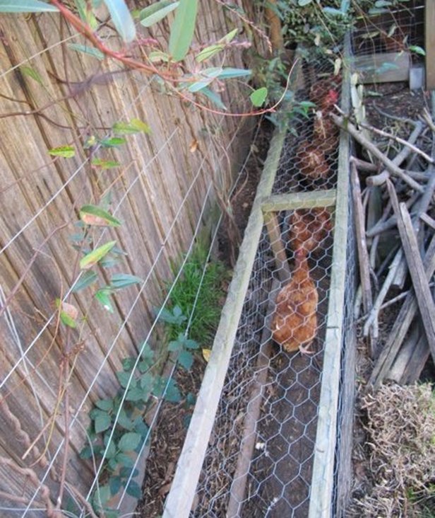 DIY Magic Backyard Chicken Tunnels Tutorials