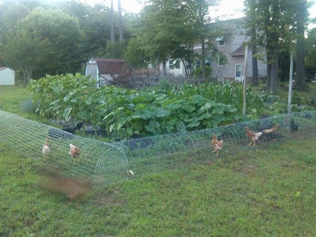 DIY Backyard Chicken Tunnels Tutorial 