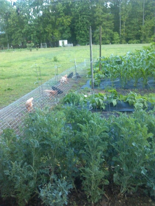 DIY Backyard Chicken Tunnels Tutorial 