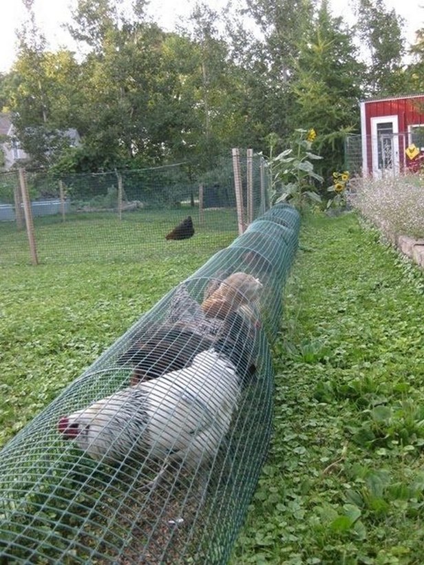 DIY Backyard Chicken Tunnels Tutorial 