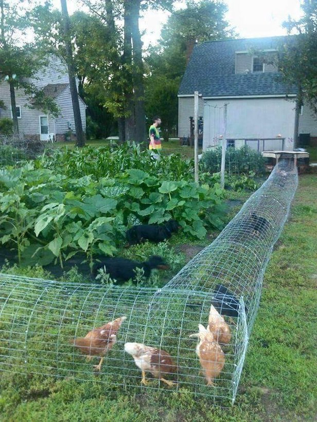 DIY Backyard Chicken Tunnels Tutorial 