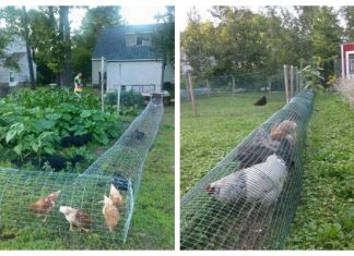 DIY Backyard Chicken Tunnels Tutorial DIY Backyard Chicken Tunnels Tutorial