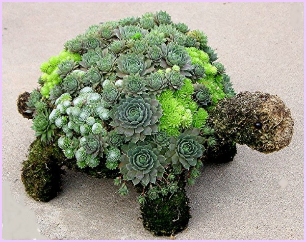 DIY Succulent Turtle Tutorial-Video 