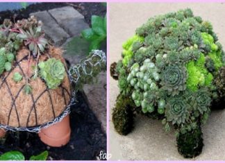 DIY Succulent Turtle Tutorial-Video DIY Succulent Turtle Tutorial-Video