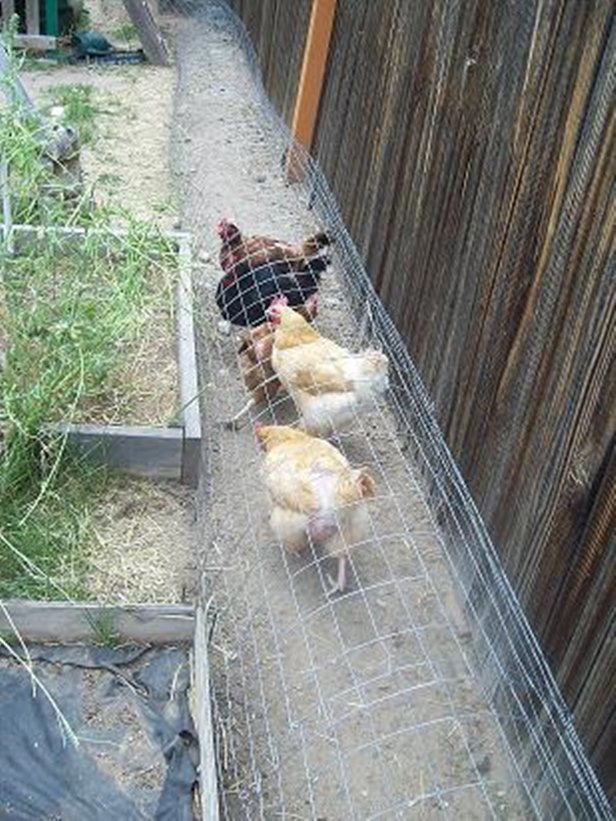 DIY Backyard Chicken Tunnels Tutorial 