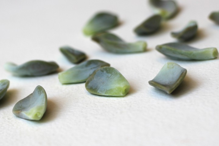 How To Propagate Succulents Yourself Tutorial 