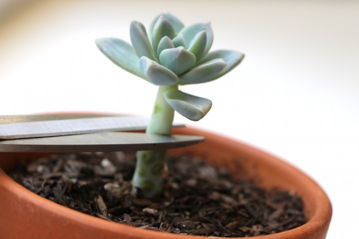 How To Propagate Succulents Yourself Tutorial 