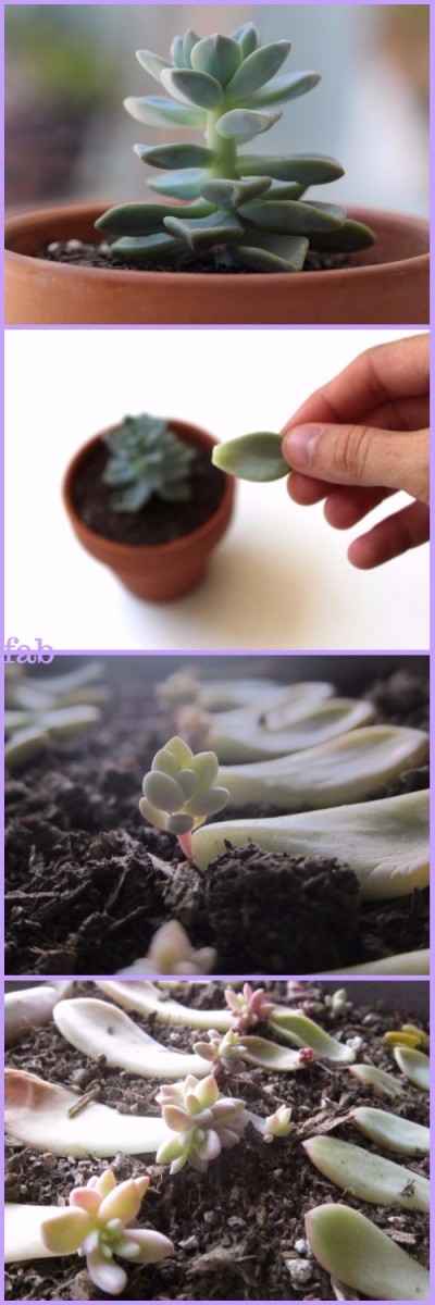 How To Propagate Succulents Yourself Tutorial 