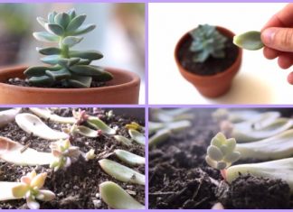 How To Propagate Succulents Yourself Tutorial How To Propagate Succulents Yourself Tutorial
