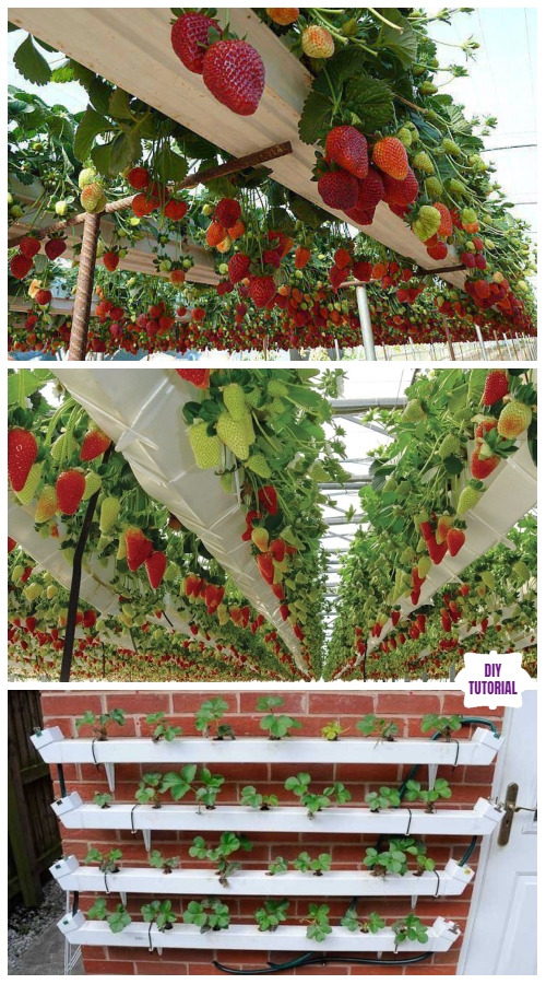 DIY Hydroponic Vertical Pallet Strawberry Planter Tutorials - Video