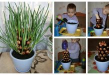 DIY Plastic Bottle Vertical Onion Tower Planter Tutorial DIY Plastic Bottle Vertical Onion Tower Planter Tutorial